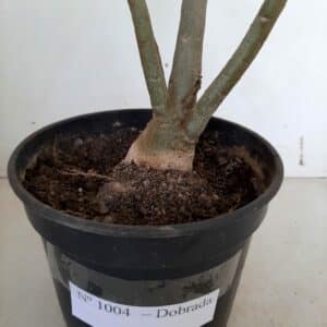 Planta Dobrada 1004 – 45cm – 03 anos