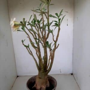 Planta Dobrada 1007 – 50cm – 04 anos