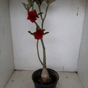 Planta Dobrada 995 – 40cm – 03 anos
