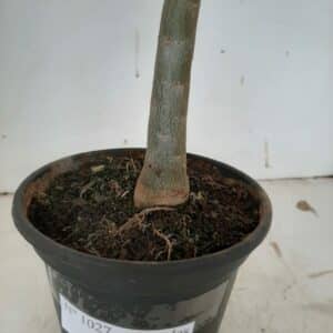 Planta Simples 1027 – 40cm – 3 anos
