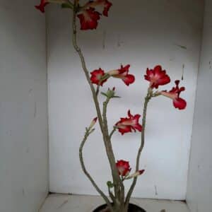 Planta Simples 1029 – 45cm – 3 anos