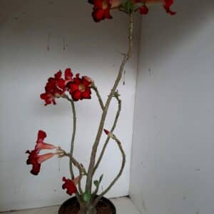 Planta Simples 1029 – 45cm – 3 anos