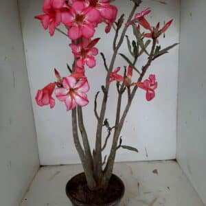 Planta Simples 1032 – 40cm – 3 anos