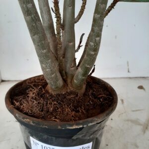 Planta Simples 1032 – 40cm – 3 anos