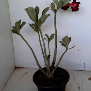 Planta Simples 1034 – 30cm – 01 ano