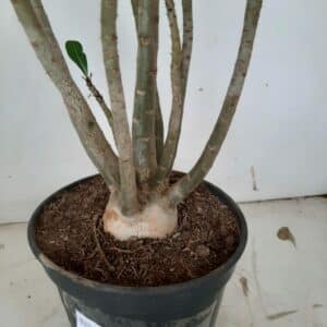 Planta Simples 1036 – 40cm – 3 anos