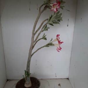Planta Simples 1038 – 40cm – 3 anos