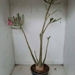 Planta Simples 1039 – 50cm – 4 anos