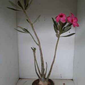 Planta Simples 1039 – 50cm – 4 anos