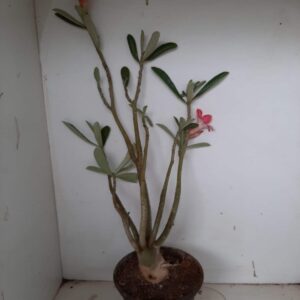 Planta Simples 1041 – 35cm – 3 anos