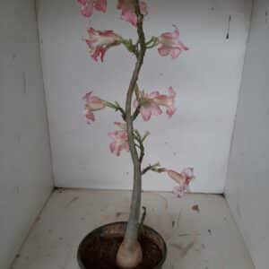 Planta Simples 1042 – 35cm – 3 anos