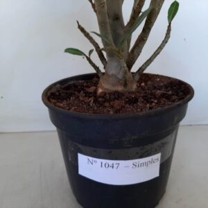 Planta Simples 1047 – 30cm – 03 anos