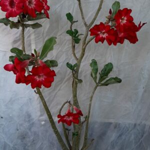 Planta Simples 1049 – 80cm – 05 anos