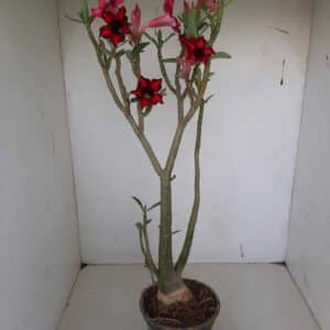 Planta Simples 1051 – 35cm – 03 anos