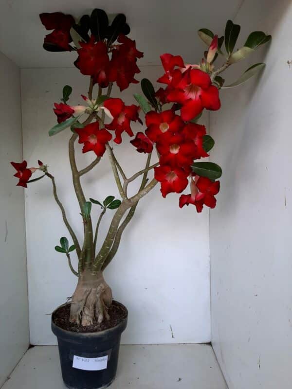 Planta Simples 1053 – 70cm – 05 anos