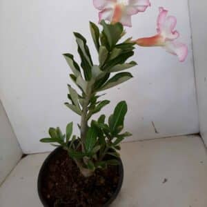 Planta Simples 1054 – 25cm – 01 ano
