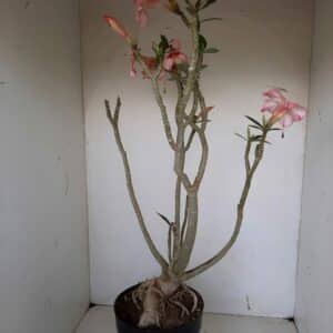 Planta Simples 1056 – 55cm – 04 anos