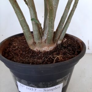 Planta Simples 1057 – 30cm – 03 anos