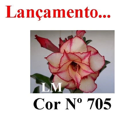 ENXERTO COR LM 705