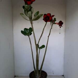 Planta Dobrada 1008 – 45cm – 03 anos