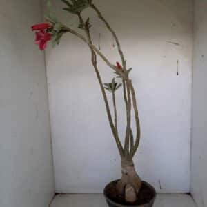 Planta Dobrada 1023 – 55cm – 03 anos