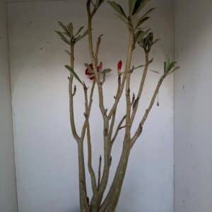Planta Dobrada 1026 – 55cm – 04 anos