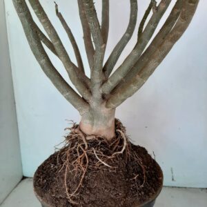 Planta Dobrada 1029 – 70cm – 05 anos