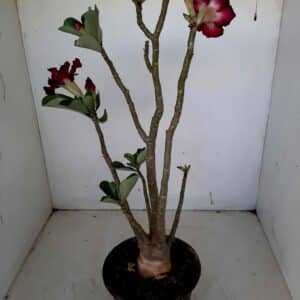 Planta Dobrada 1031 – 35cm – 03 anos