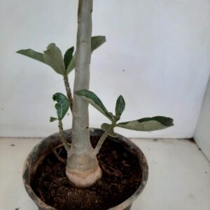 Planta Dobrada 1032 – 40cm – 03 anos