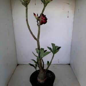 Planta Dobrada 1033 – 50cm – 03 anos