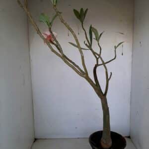 Planta Dobrada 1037 – 55cm – 03 anos
