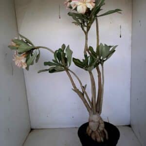 Planta Dobrada 1039 – 50cm – 03 anos