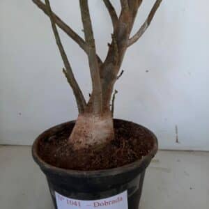 Planta Dobrada 1041 – 50cm – 03 anos