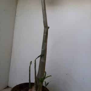 Planta Dobrada 1042 – 60cm – 03 anos