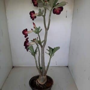 Planta Dobrada 1043 – 55cm – 03 anos