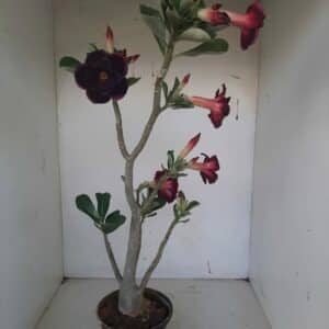Planta Dobrada 1043 – 55cm – 03 anos