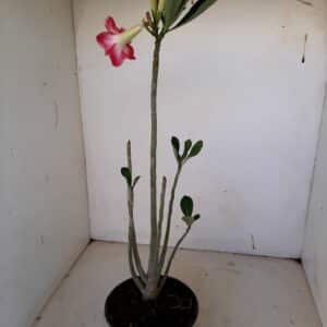 Planta Dobrada 1045 – 35cm – 02 anos