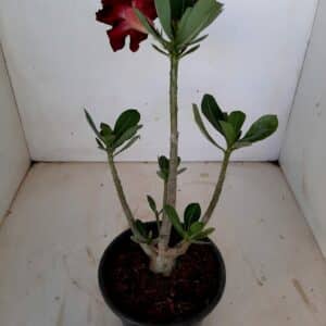 Planta Dobrada 1047 – 25cm – 01 ano
