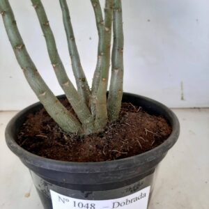 Planta Dobrada 1048 – 30cm – 02 anos