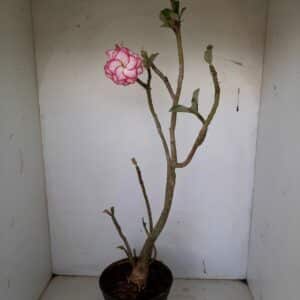 Planta Dobrada 1051 – 55cm – 03 anos
