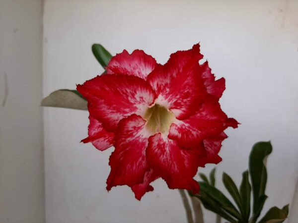 Planta Dobrada 1054 – 30cm – 01 ano