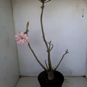 Planta Dobrada 1057 – 35cm – 02 anos
