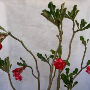 Planta Dobrada 1065 – 85cm – 07 anos