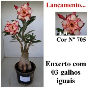 LEILÃO Nº 465