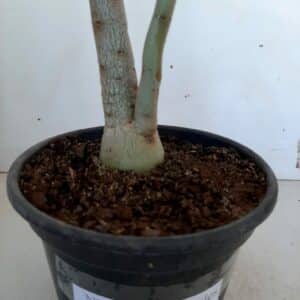 Planta Simples 1058 – 30cm – 3 anos