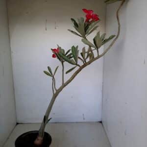 Planta Simples 1060 – 40cm – 3 anos