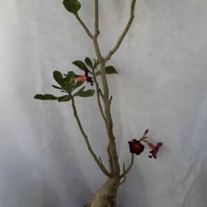 Planta Simples 1066 – 70cm – 05 anos