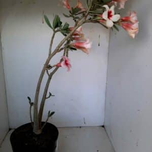 Planta Simples 1067 – 40cm – 03 anos