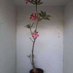 Planta Simples 1069 – 45cm – 03 anos