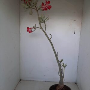 Planta Simples 1069 – 45cm – 03 anos